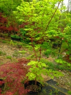 Wholesale Japanese Maples in North Mississippi » Hall's Wholesale Maples